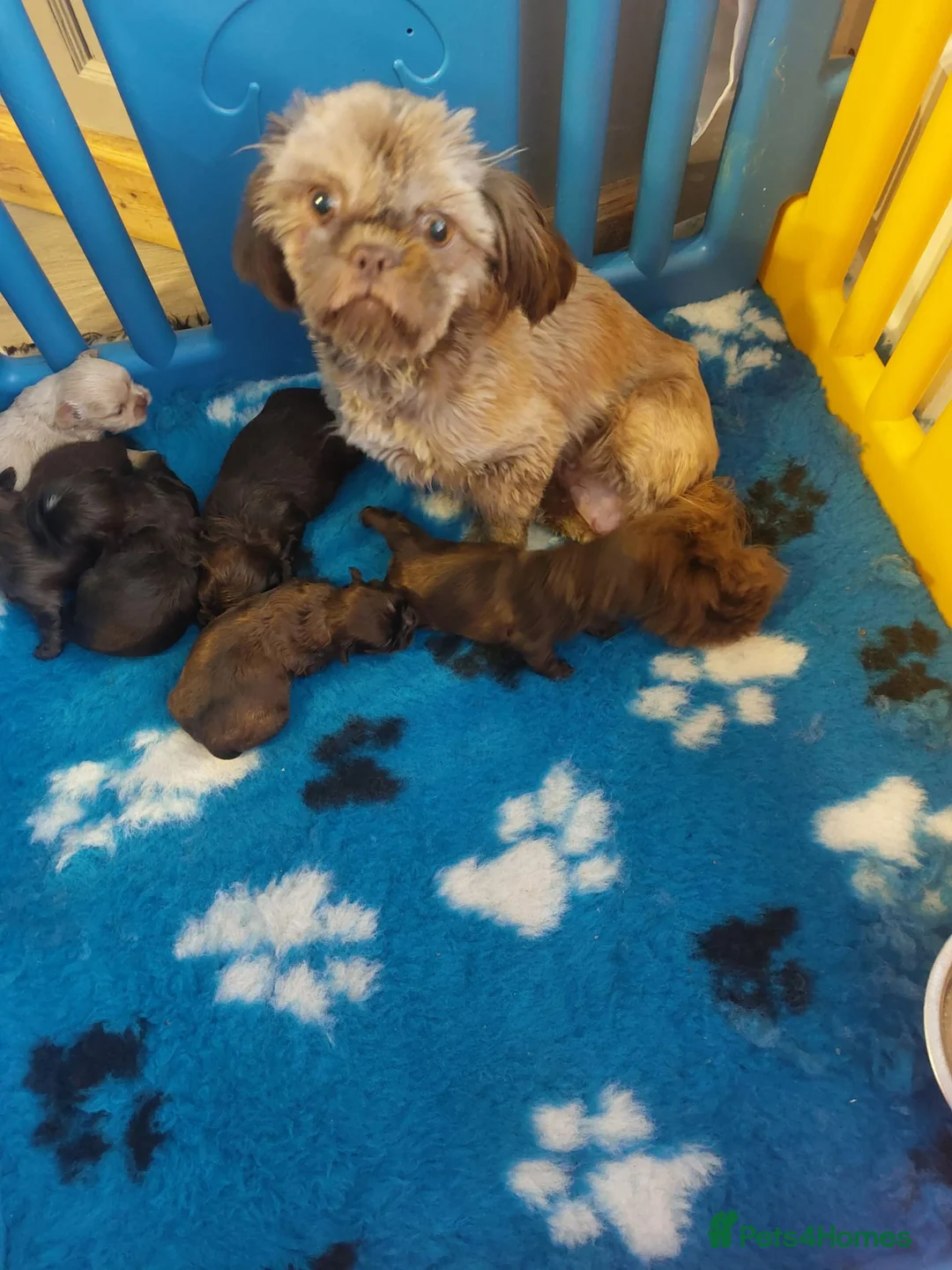 Shih Tzu dogs for sale: Imperial Shih Tzu - Advert 2