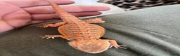 Bearded Dragon reptiles for sale: Red hypo baby bearded dragons  - Advert 11