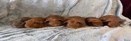 Guinea Pig rodents for sale: Baby guinea pigs - Advert 4