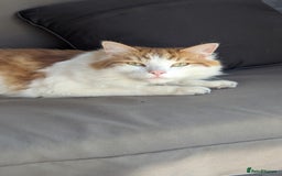 British Longhair cats for sale: Bean is looking for a new home  - Image 5
