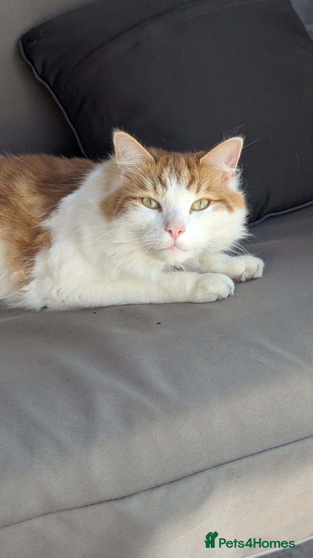 British Longhair cats for sale: Bean is looking for a new home  - Image 5