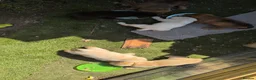 Labrador Retriever dogs for sale: Labrador Retriever amazing puppies to take home - Advert 8