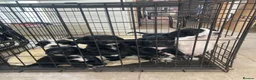 Sprocker dogs for sale: 8 beautiful healthy friendly little Sprocker pups - Advert 12