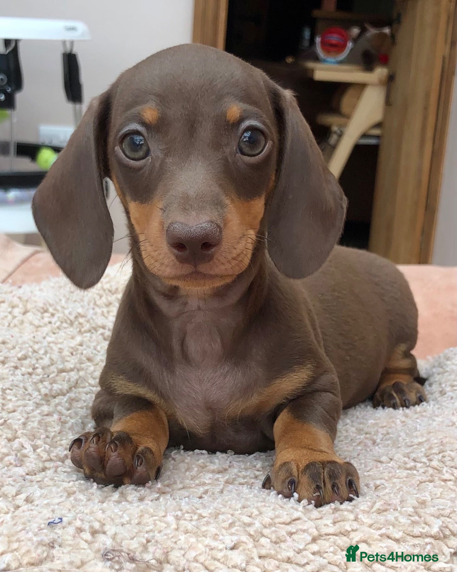 Miniature Dachshund dogs Choc & tan, mini dachshunds, Kc reg. PRA Clear - Advert 2
