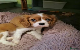 Cavalier King Charles Spaniel dogs for sale: King Charles cavalier 1 boy left!  - Image 16