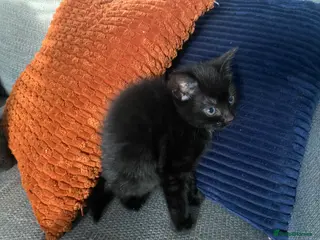 Mixed Breed cats Black kitten - Advert 2