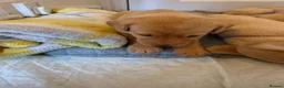 Labrador Retriever dogs for sale: Lab puppies B&G in Great Yarmouth - Advert 13