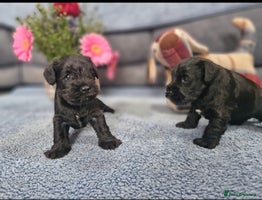 Miniature Schnauzer dogs - Advert 5