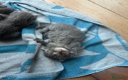 British Shorthair cats for sale: Stunning British Blue Short Hair Kittens - Image 6