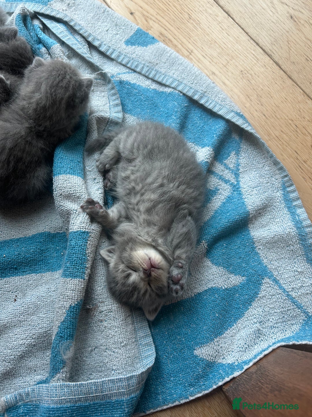 British Shorthair cats for sale: Stunning British Blue Short Hair Kittens - Image 6