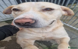 Mixed Breed dogs for adoption: Meet Gary – The Big, Gentle Goofball  - Image 4