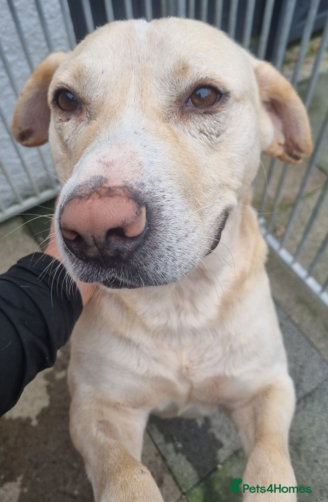 Mixed Breed dogs for adoption: Meet Gary – The Big, Gentle Goofball  - Image 4