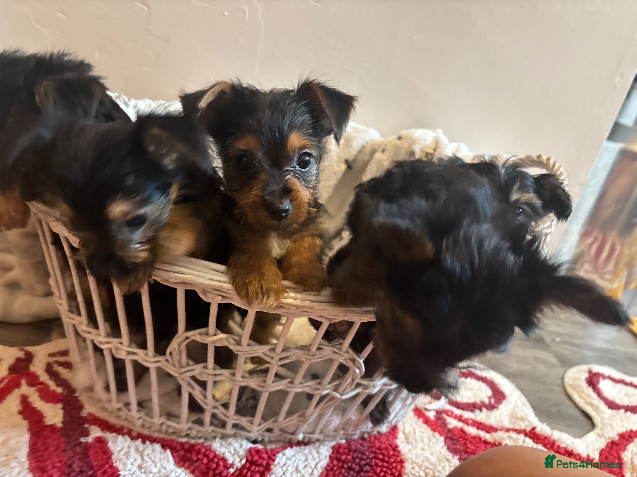Yorkshire Terrier dogs One boy Yorkshire terrier left - Advert 10