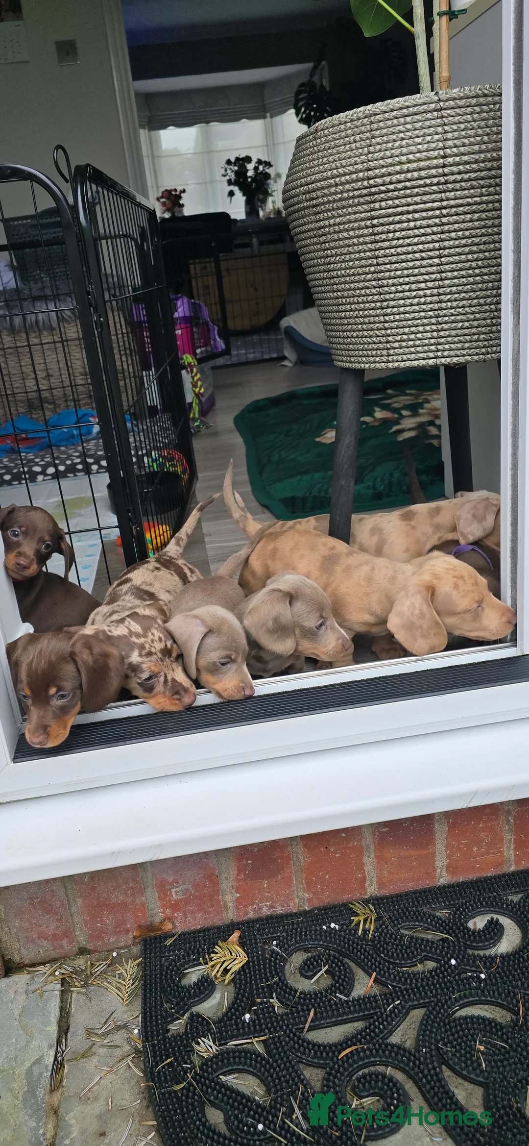 Miniature Dachshund dogs for sale: KC registered miniature Dachshund 🐶  - Advert 5