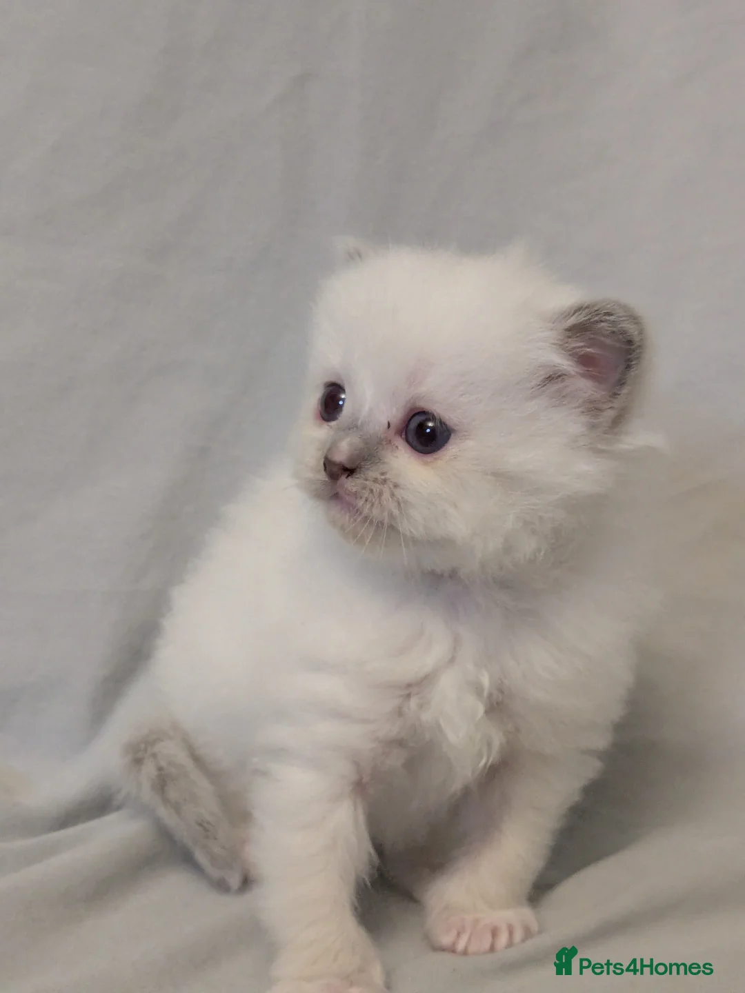 Ragdoll cats for sale: GCCF Ragdoll Kitten. - Advert 6