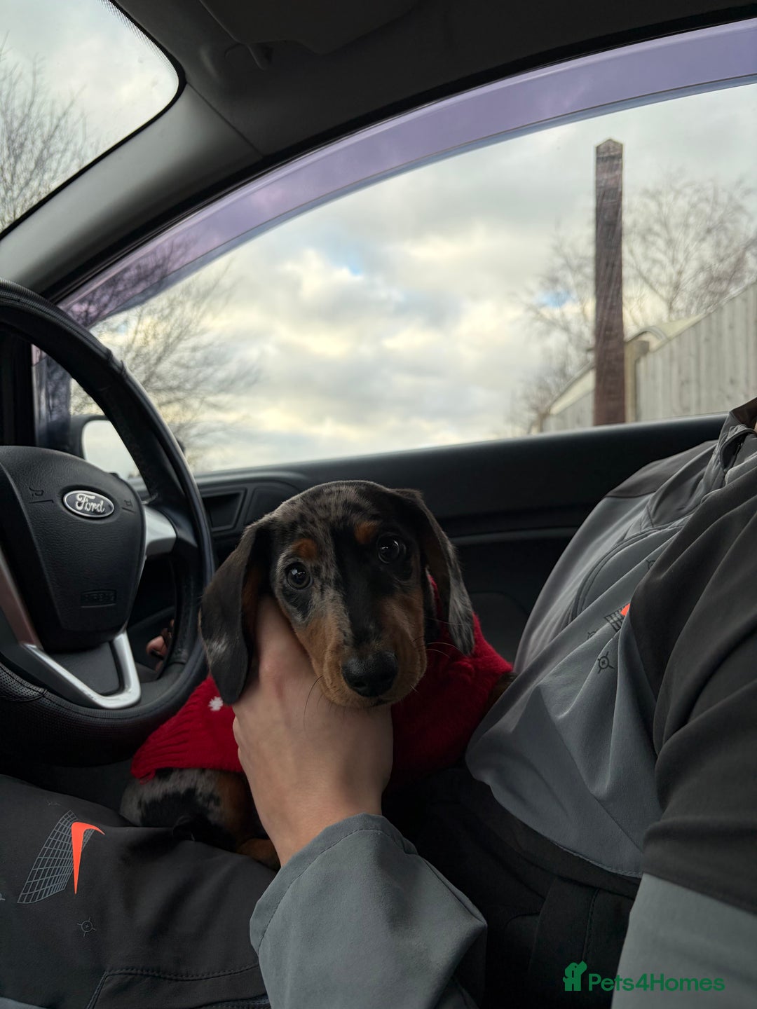 Dachshund dogs for sale: hugo  - Advert 3