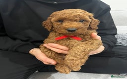 Labradoodle dogs for sale: Miniature Labradoodle  - Advert 14