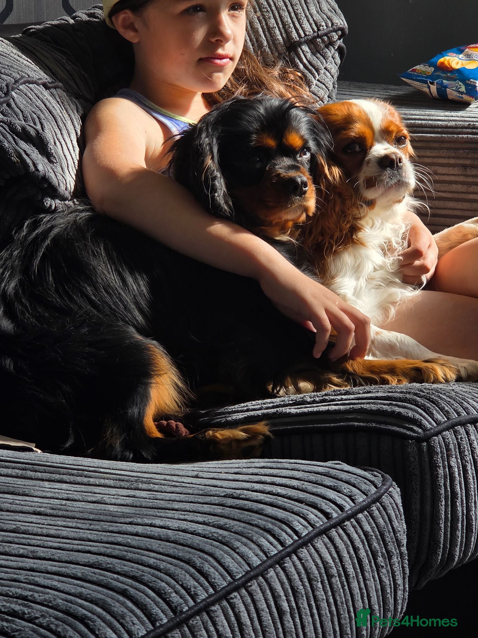 Cavalier King Charles Spaniel dogs X2 caviler king charles brothers - Advert 1