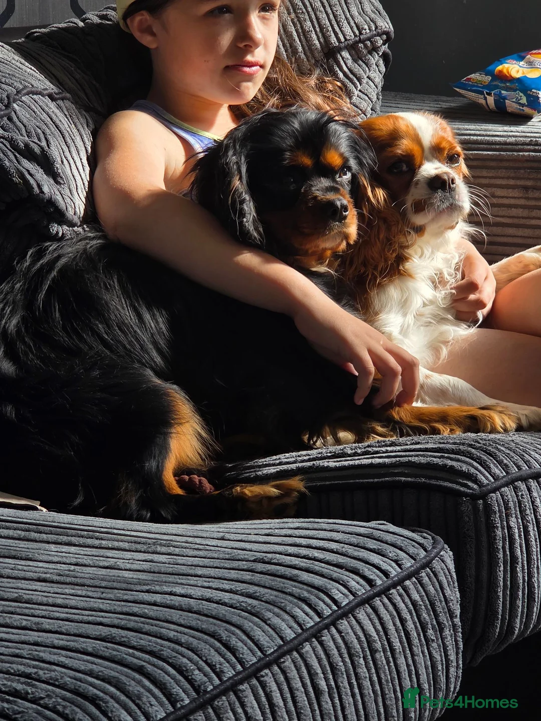 Cavalier King Charles Spaniel dogs for sale: X2 caviler king charles brothers - Advert 1