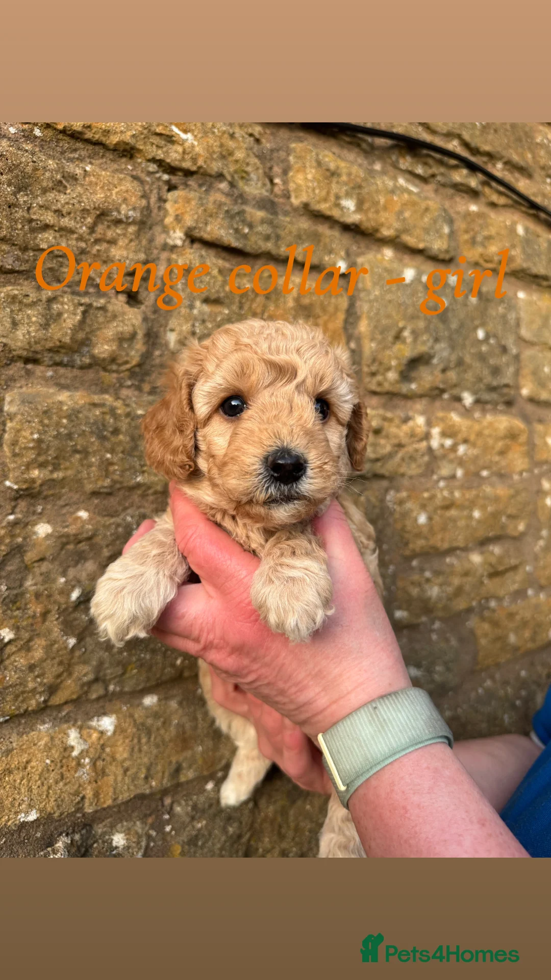 Miniature Poodle dogs for sale: Miniature poodle puppies! - Advert 12