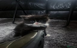 British Longhair cats for sale: X6 long for tuxedo babies - Advert 4
