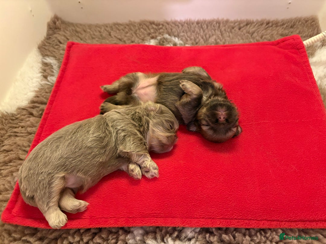 Shih Tzu dogs for sale: Beautiful Shih Tzu Boy - Advert 6