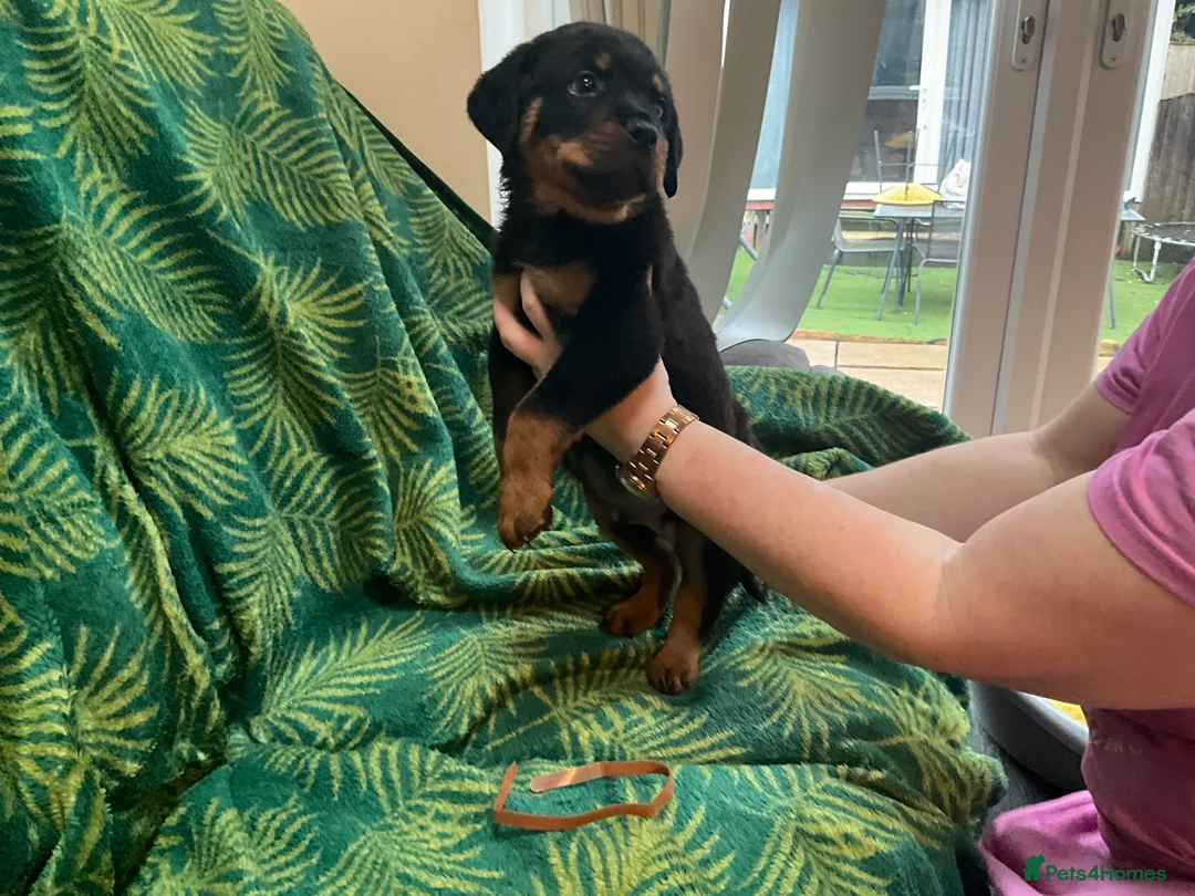 Rottweiler dogs for sale: Rottweiler puppies - Advert 15