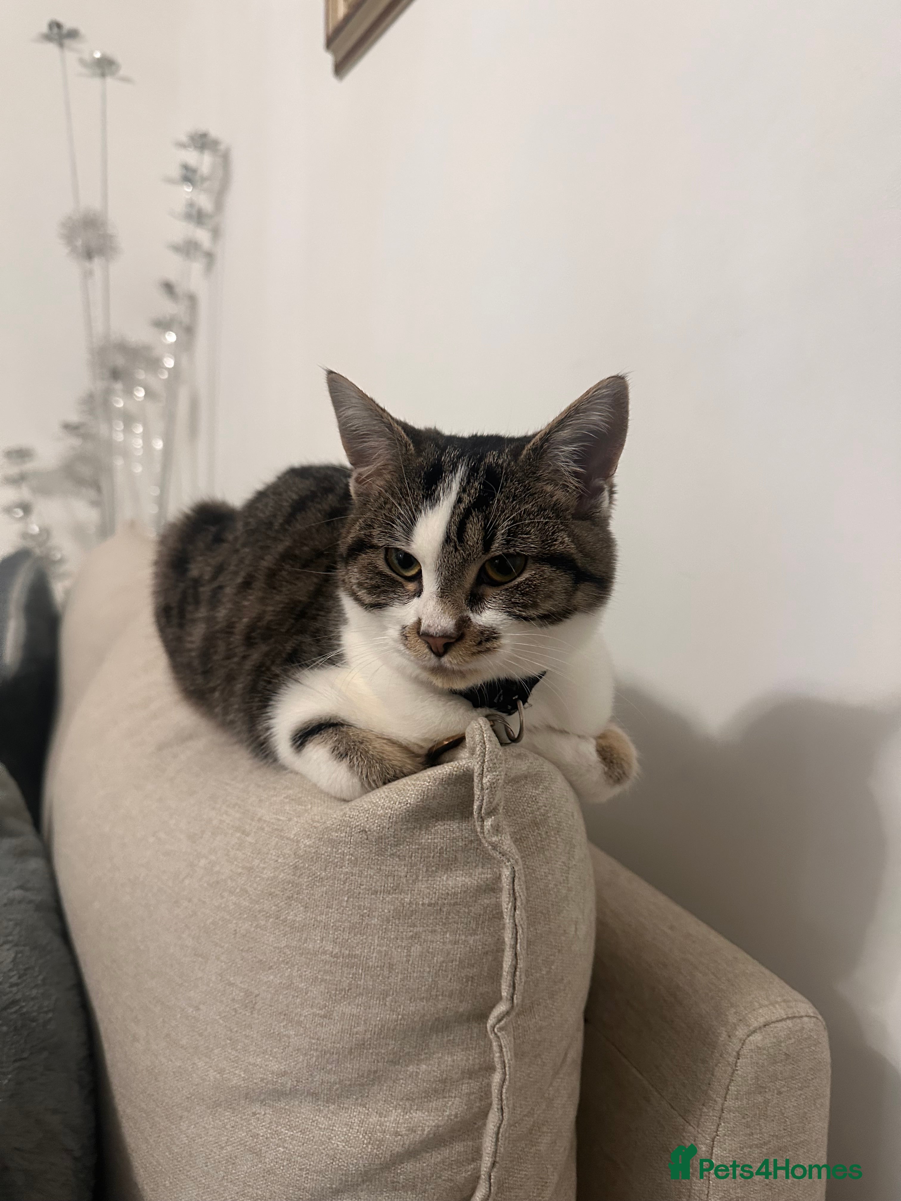 Domestic Shorthair cats Adorable Kitten for sale - Advert 5