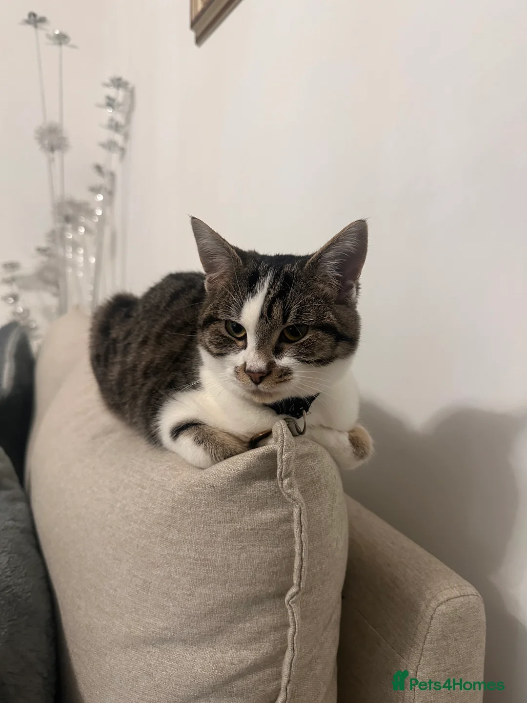 Domestic Shorthair cats for sale: Adorable Kitten for sale - Advert 1