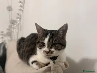 Domestic Shorthair cats Adorable Kitten for sale - Advert 5