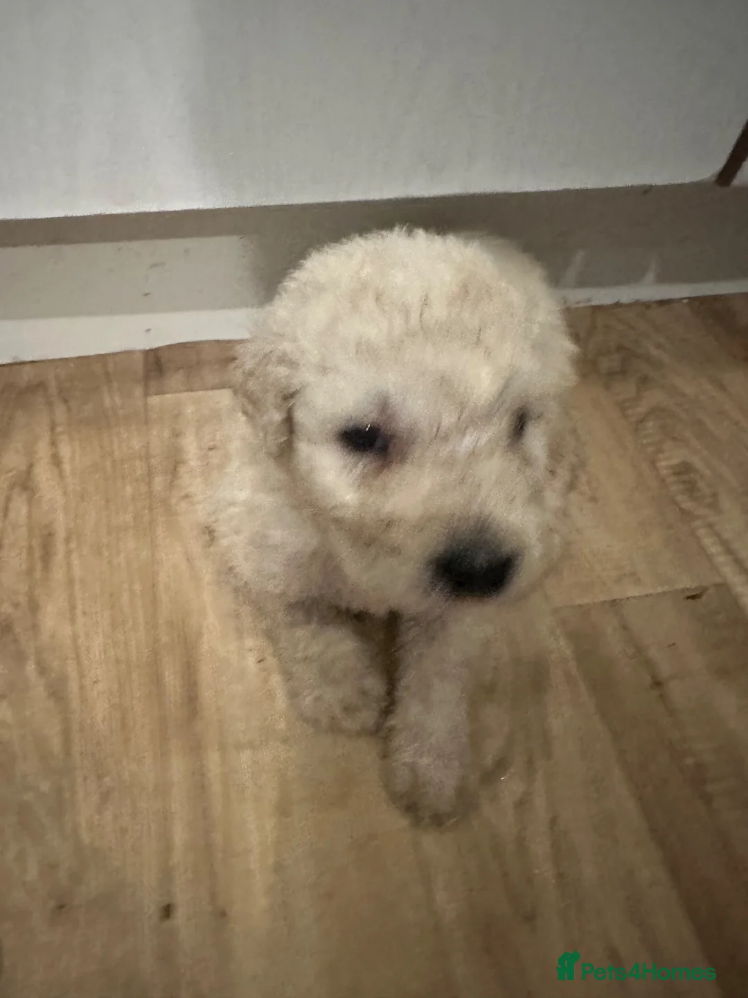 Komondor dogs for sale: Komondor Puppies in Godalming - Advert 2