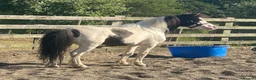 Miniature horses for sale: American miniature stallion  - Advert 2