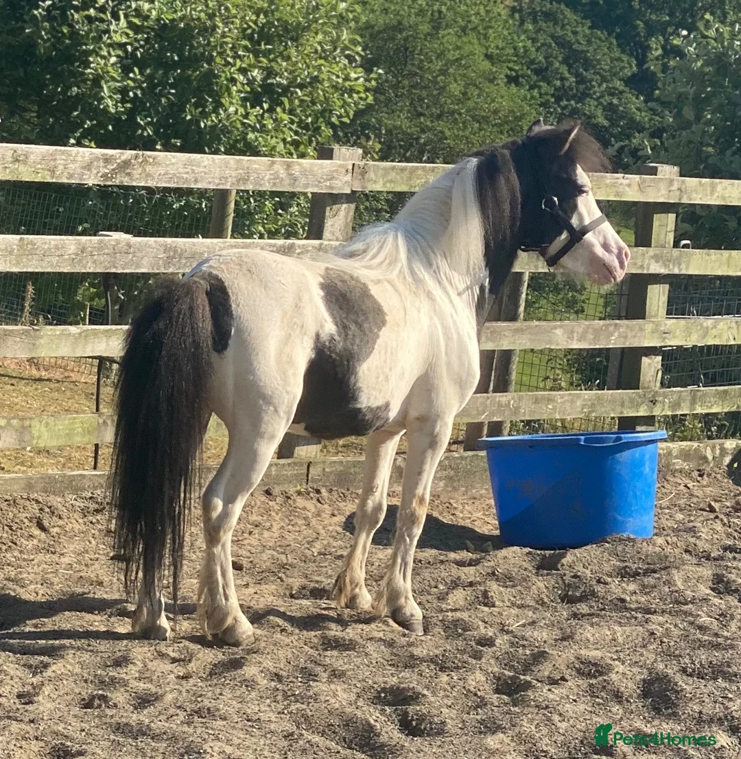Miniature horses for sale: American miniature stallion  - Advert 2