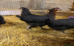 Chickens poultry for sale: Burford Brown hens POL - Image 5