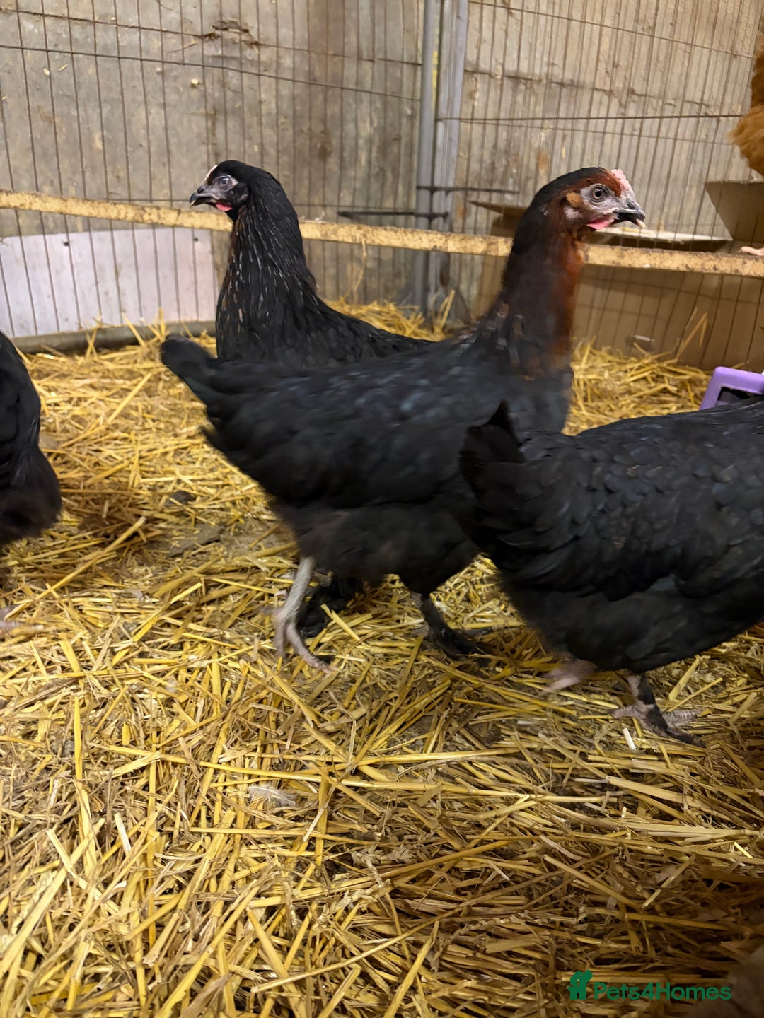 Chickens poultry for sale: Burford Brown hens POL - Image 5