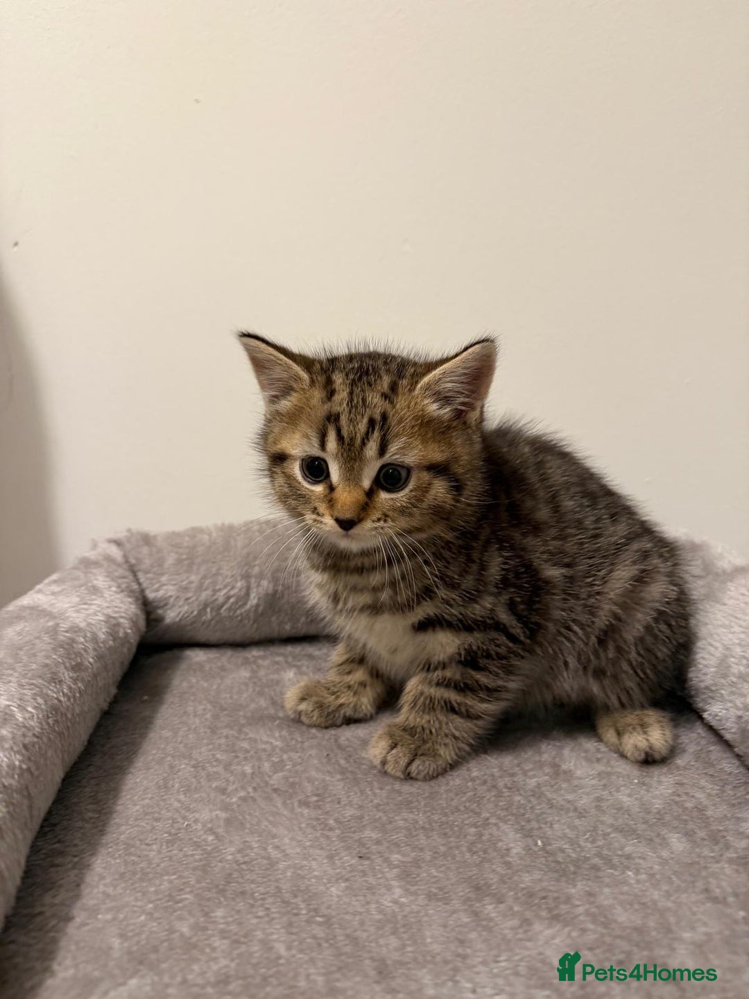 Scottish Fold cats for sale: Beautiful Scottish Fold/British Shorthair Kittens - Advert 24