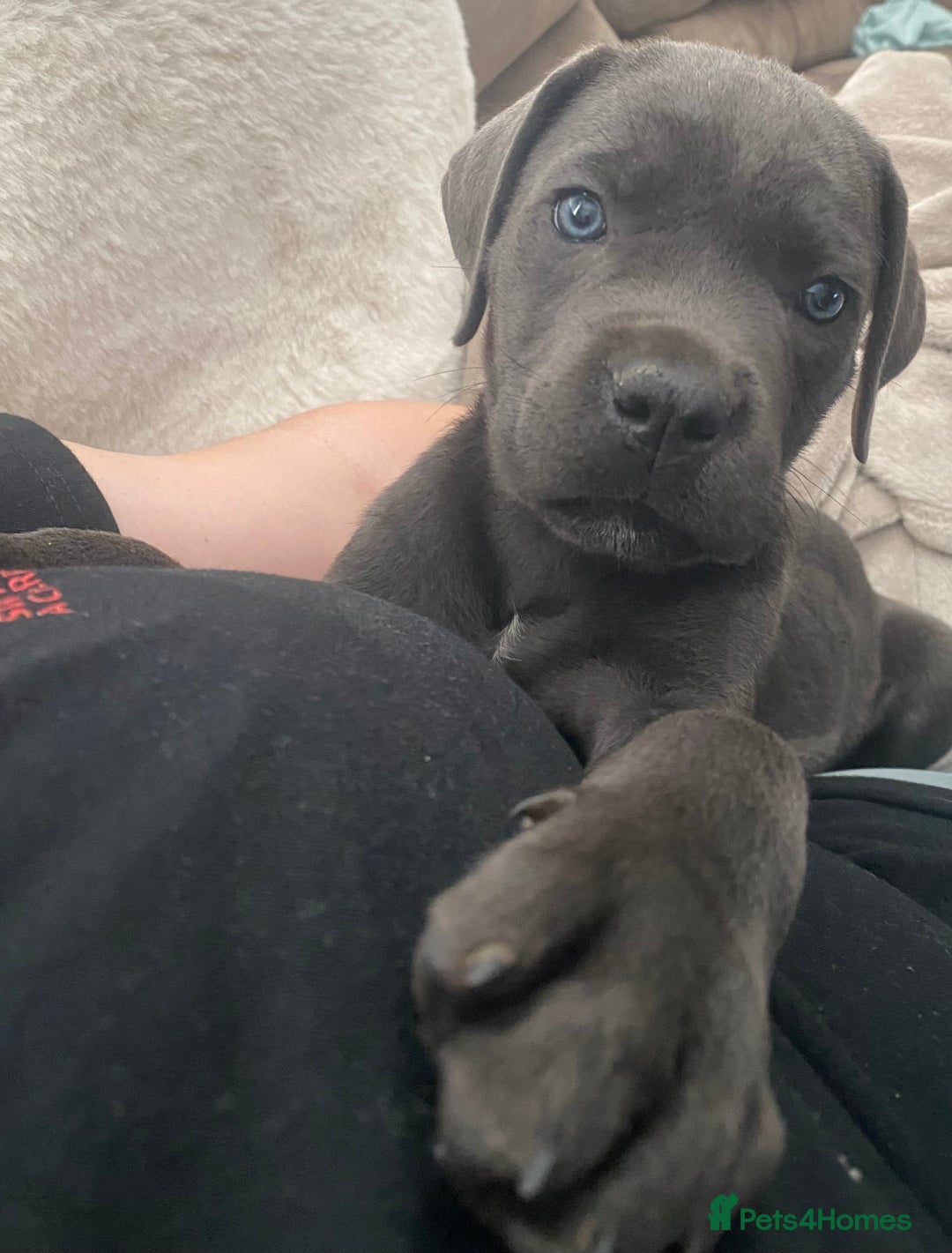 Cane Corso dogs for sale: Beautiful cane corso girl  - Image 2