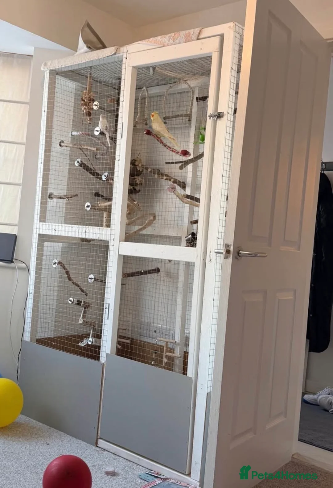 Mixed Breed birds for sale: 2x handmade bird cages with natural perches  - Advert 1