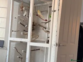 Mixed Breed birds 2x handmade bird cages with natural perches - Advert 4