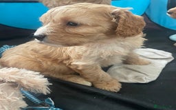 Cavapoo dogs for sale: F1 cavapoo - Image 6