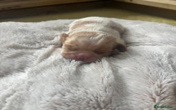 Cavalier King Charles Spaniel dogs for sale: Pugalier Pups ready for their new home!  - Image 12