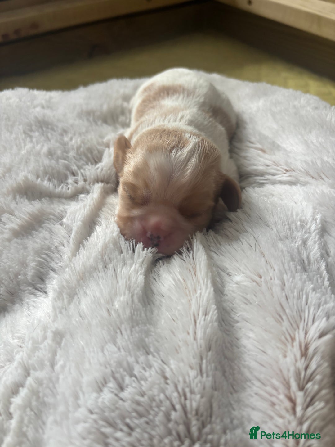 Cavalier King Charles Spaniel dogs for sale: Pugalier Pups ready for their new home!  - Image 12