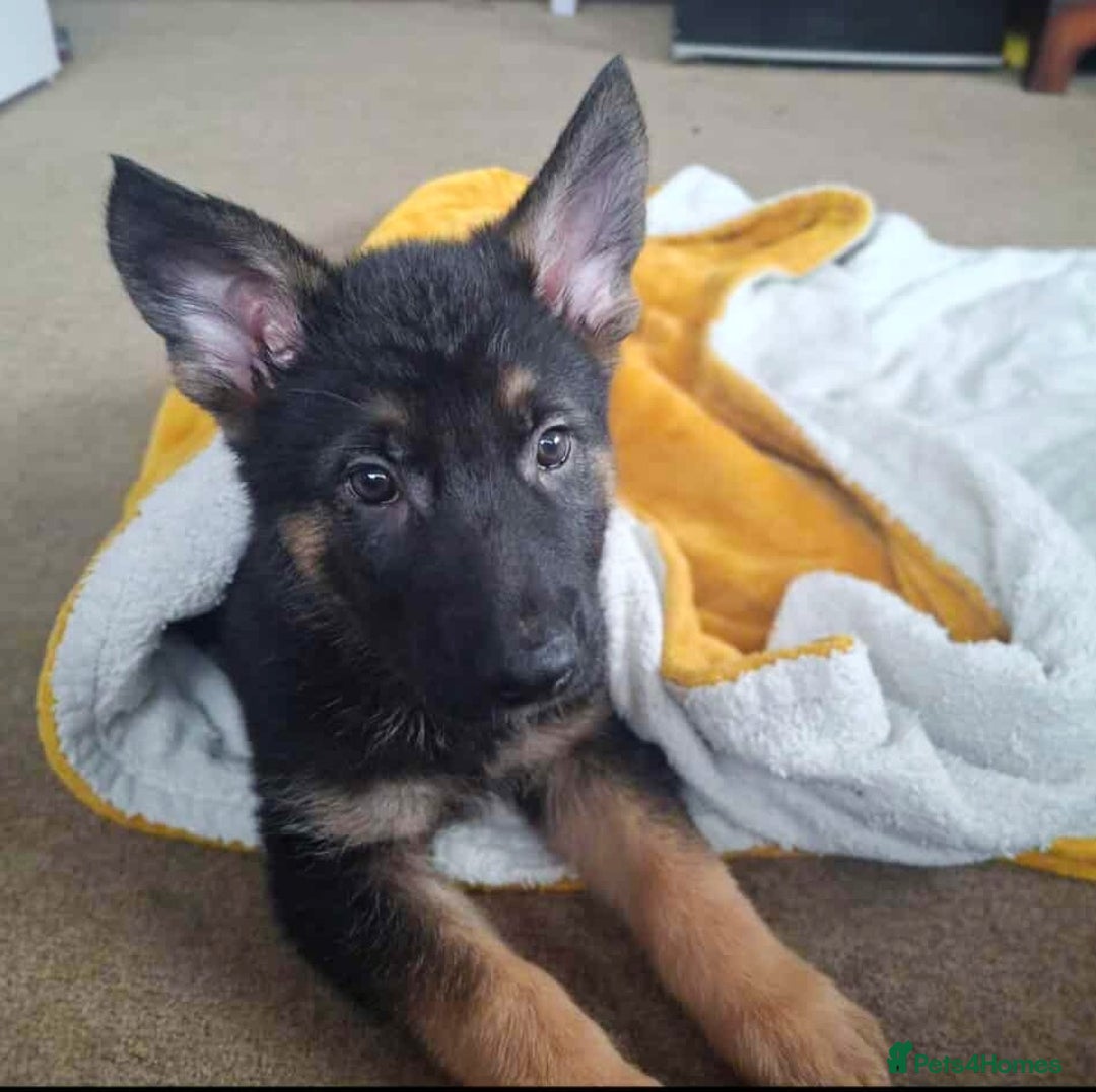 German Shepherd dogs for sale: BEAUTIFUL GERMAN SHEPHERD PUPS READY NOW - Image 28
