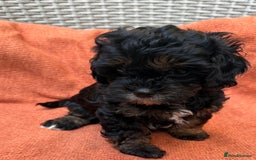 Shihpoo dogs for sale: Fluffy ShihPoo puppies - Image 13