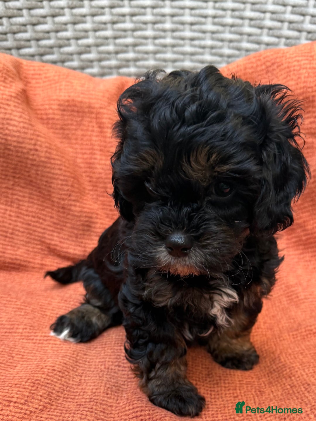 Shihpoo dogs for sale: Fluffy ShihPoo puppies - Image 13