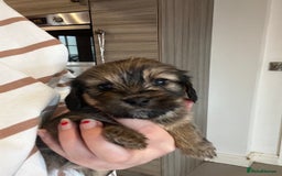 Mixed Breed dogs for sale: Chihuahua cross terrier puppies  - Image 17