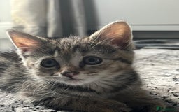 British Shorthair cats for sale: FEMALE & MALE CATS and KITTENs - Image 5