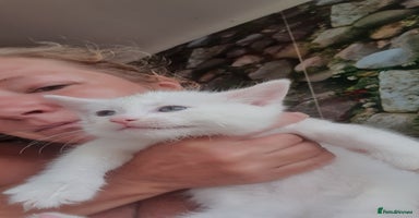 Turkish Angora cats - Advert 12