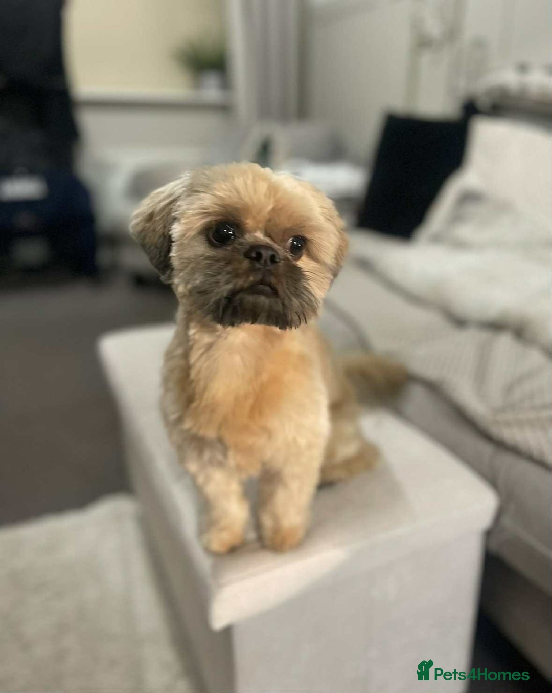 Shih Tzu dogs for sale: Shih tzu older boy - Advert 5