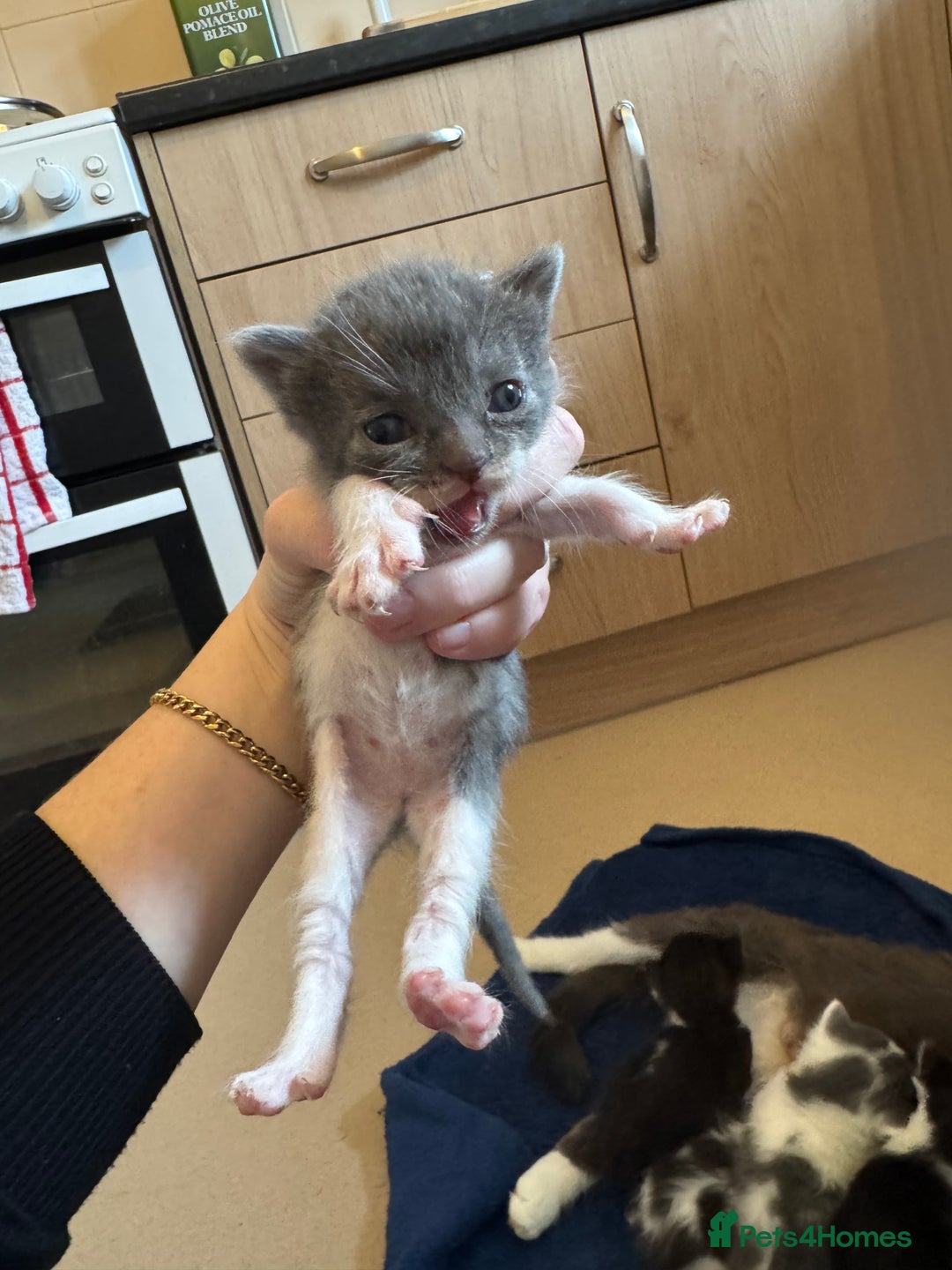 Mixed Breed cats for sale: mother is half Persian and dad domestic  - Advert 6